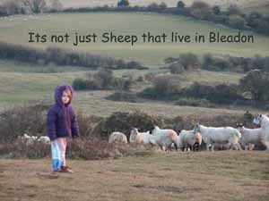 Bleadon Sheep